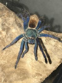 High angle view of spider on rock