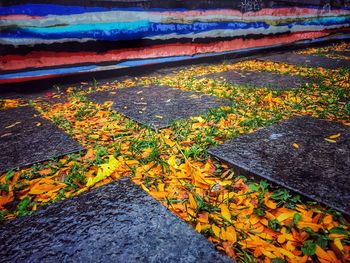 High angle view of yellow flowers on road