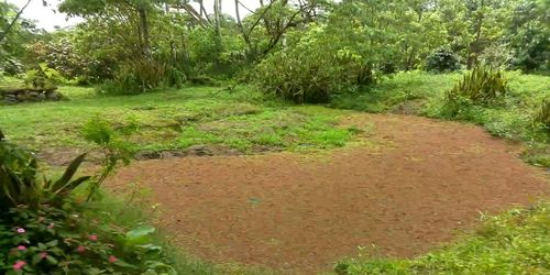 Footpath amidst trees in forest