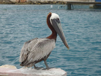 Bird perching on a lake