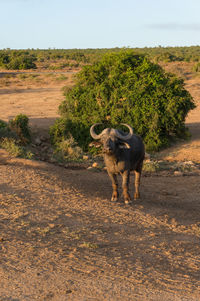 Wild buffaloes at waterhole in african savannah. safari game drive in south africa