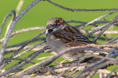 Close-up of a bird perching on branch