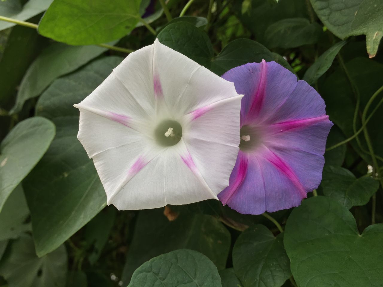 flower, petal, freshness, flower head, fragility, growth, leaf, beauty in nature, single flower, close-up, blooming, nature, pink color, plant, pollen, stamen, in bloom, focus on foreground, purple, green color