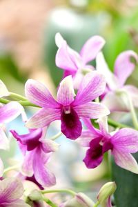 Close-up of purple flowers blooming outdoors