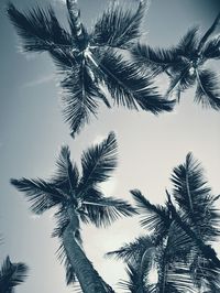 Low angle view of palm tree against clear sky