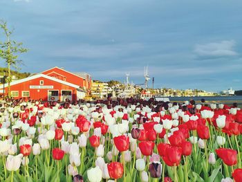 View of red tulip flowers against sky