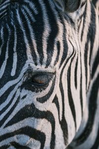 Zebra in zoo