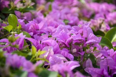 Beautiful blooming pink bougainvillea flowers as background. bougainvillea blossom in sunny day.