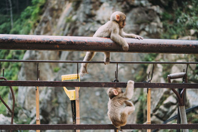 Monkey sitting on railing