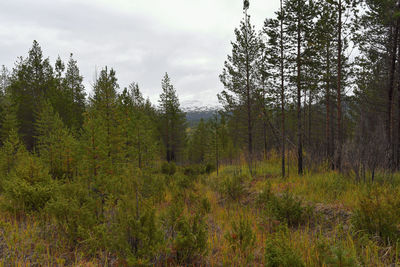 Trees in forest against sky