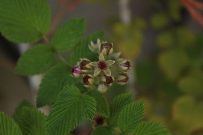 Close-up of flower plant