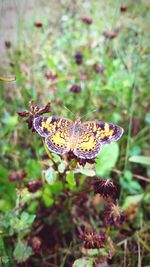 Close-up of butterfly on leaf