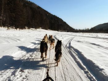 Dogs walking on snow covered landscape