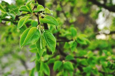 Close-up of leaves