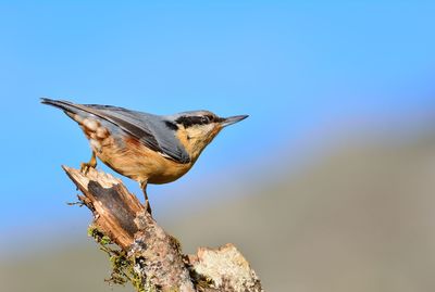 Close-up of a bird