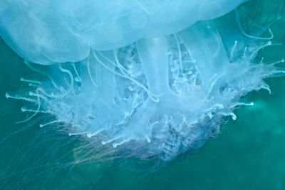 Close-up of jellyfish in water