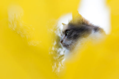 yellow