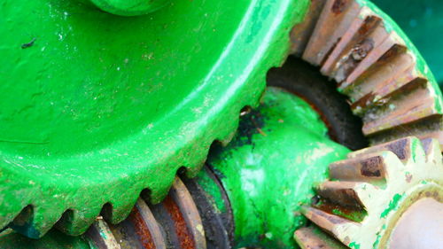 Close up of green leaves