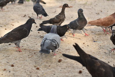 High angle view of pigeons perching on ground