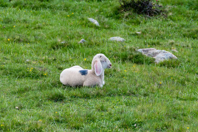 Sheep in a field