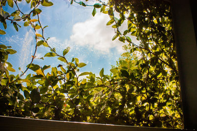 Low angle view of trees against sky