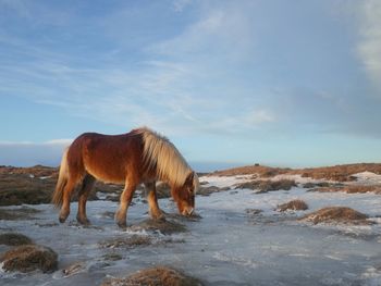 Side view of horse standing in pond against sky during winter