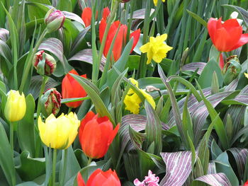 Close-up of flowers blooming outdoors