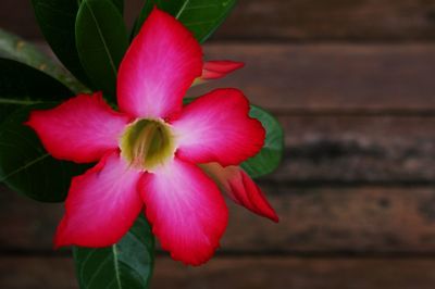 Close-up of pink hibiscus blooming outdoors