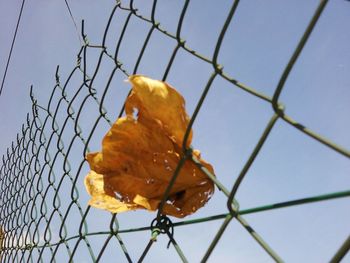 Close-up of dry leaf on chainlink fence