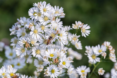 Close-up of insect on white flower