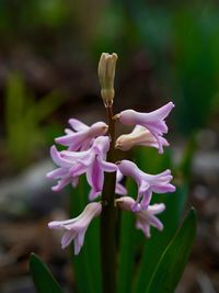 Close-up of pink flowering plant