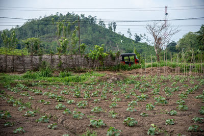 Plants growing on land against sky