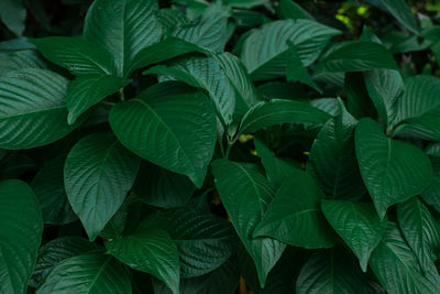 Full frame shot of green leaves