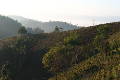 environment
