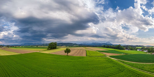 Scenic view of agricultural field against sky