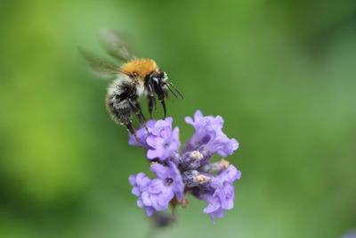 Close-up of bee on purple flower