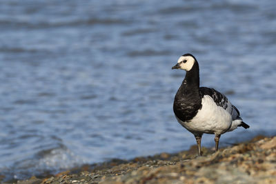 Bird perching on the beach