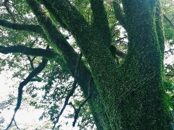 Low angle view of trees