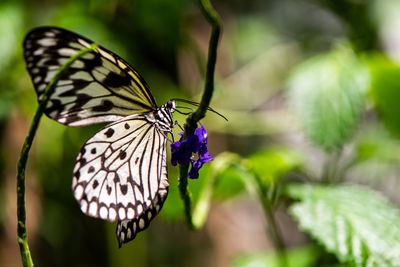 Close-up of butterfly on purple flower