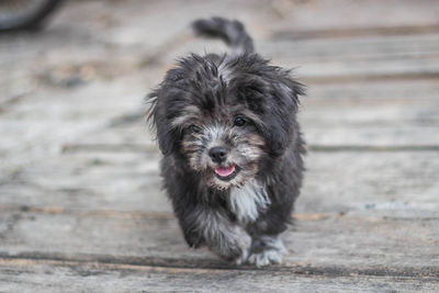 Portrait of dog sticking out tongue outdoors