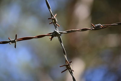 Close-up of barbed wire on plant