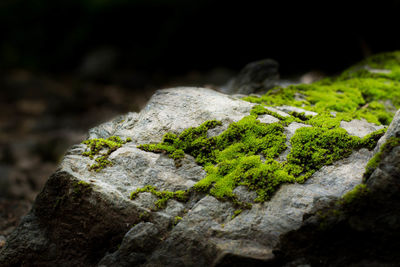 Close-up of moss on stone wall