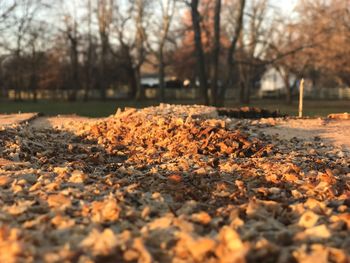 Close-up of fallen autumn leaves