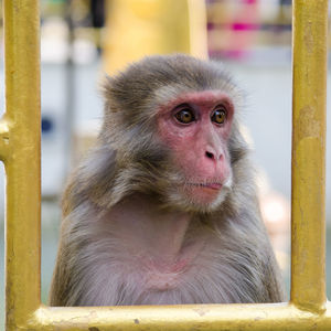 Portrait of monkey