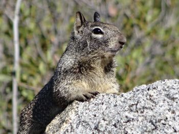 Close-up of squirrel on rock