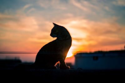 Silhouette cat looking away against orange sky