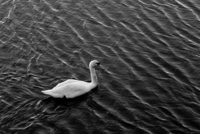 Swan swimming on lake