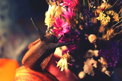 Close-up of honey bee on flower