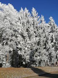 Low angle view of trees against sky