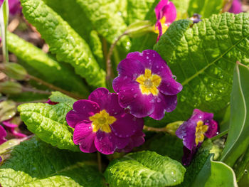 Close-up of purple flowering plant